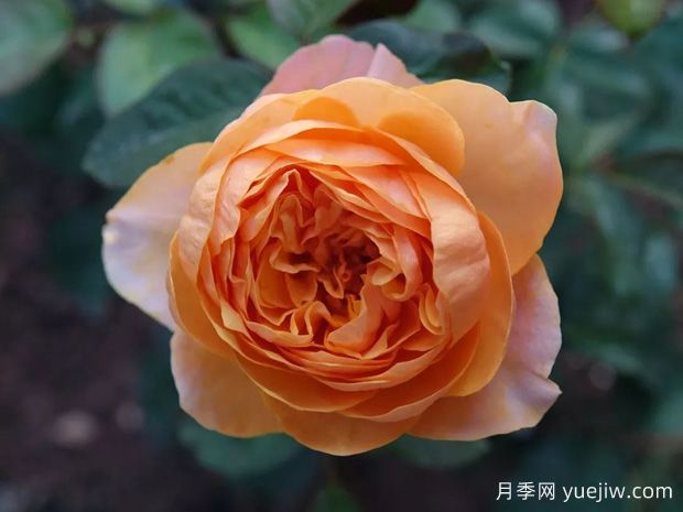 常見十五款月季的優(yōu)缺點是什么？(圖1)