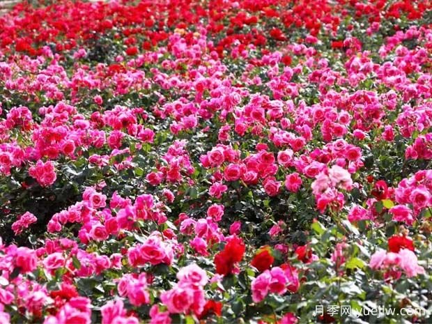 綿陽月季扮靚城市，市花嬌艷綻放成美景(圖1)