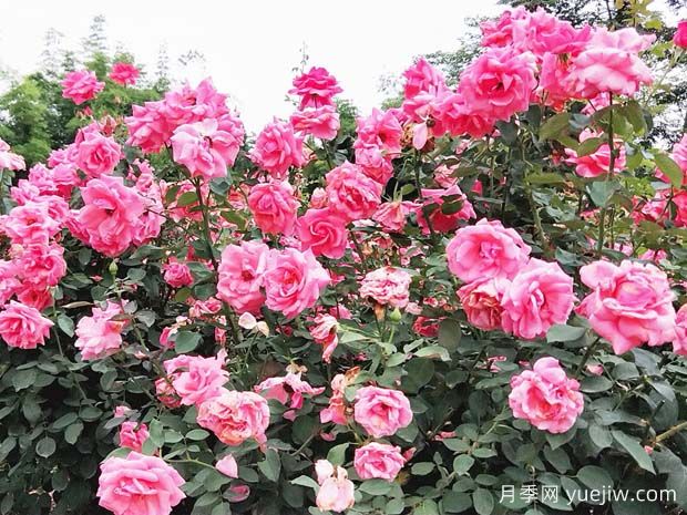 綿陽月季扮靚城市，市花嬌艷綻放成美景(圖2)