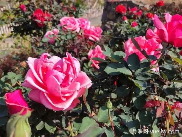 攀枝花月季應(yīng)用和景觀(guān)圖集(圖1)