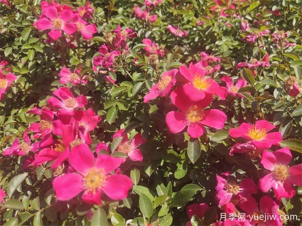 48種宿根花卉，你認(rèn)識幾種？(圖1)