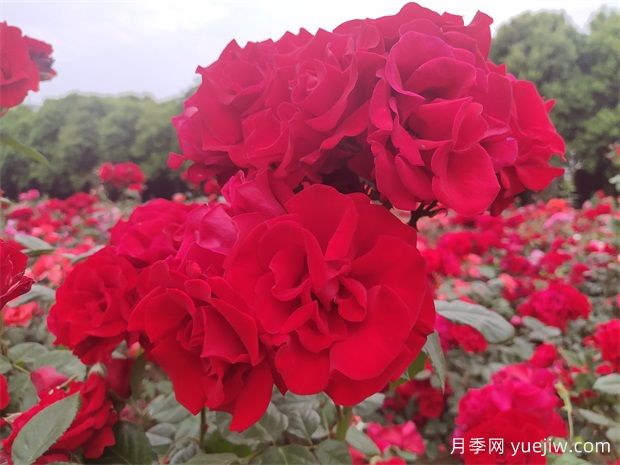 大紅色長得快，快速成花墻花海，就是御用馬車月季(圖2)