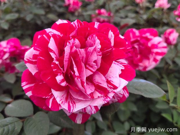 給老婆買(mǎi)什么玫瑰比較好？(圖1)