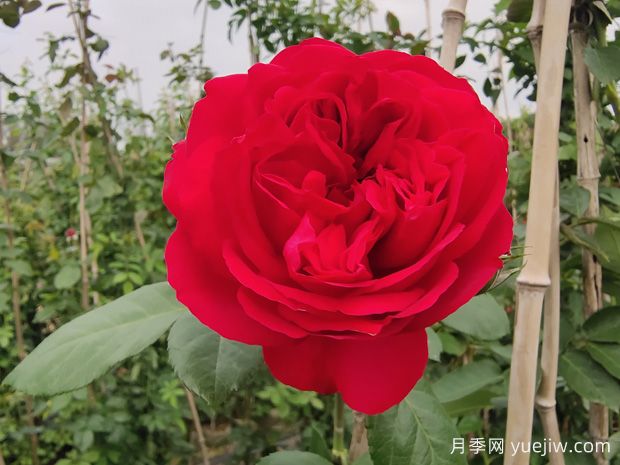6款紅色系的藤本月季品種，適合打造網(wǎng)紅花墻(圖2)