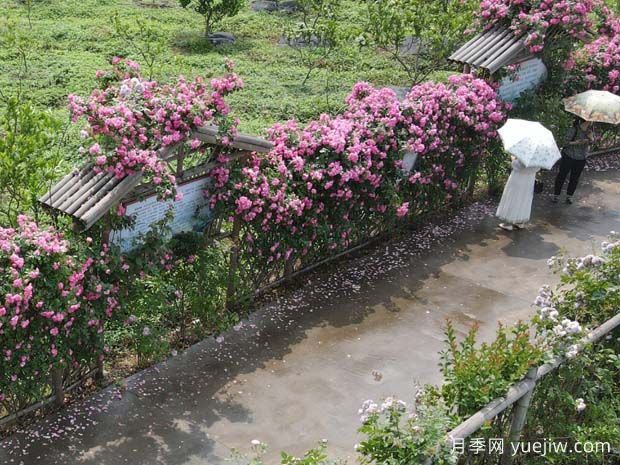 瀘州合江忠孝佛手園，月季花開美景入畫來(圖1)
