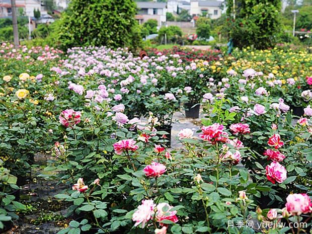 瀘州龍馬潭月季花綻放，繽紛絢麗火出圈(圖2)