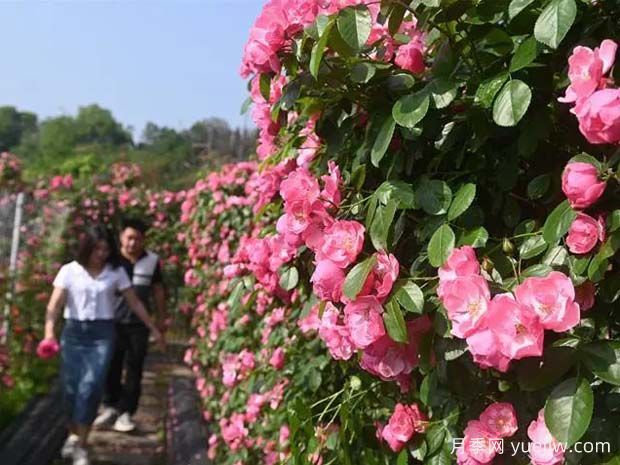 6萬(wàn)株月季燦爛綻放，月季花舞內(nèi)江資中(圖1)