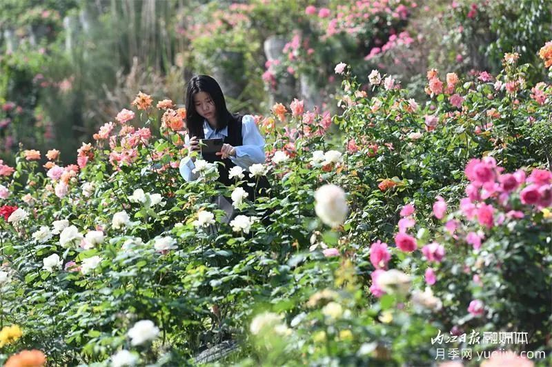 6萬(wàn)株月季燦爛綻放，月季花舞內(nèi)江資中(圖3)