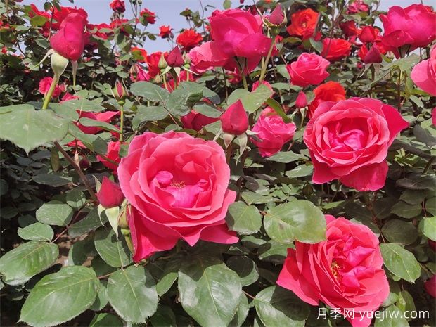 德陽(yáng)市花月季擴(kuò)大種植，打造城市綠化風(fēng)景線(圖2)