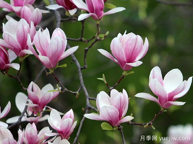 南陽(yáng)望春玉蘭養(yǎng)護(hù)秘籍(圖1)
