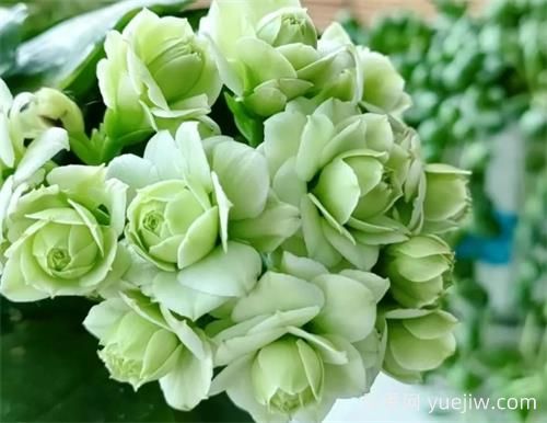 長壽花十大名貴品種是哪些？(圖1)