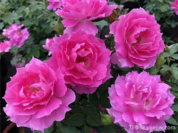 10個四季開花的花卉是哪些？(圖1)