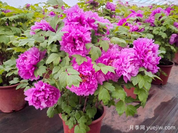 牡丹文化、品種和應(yīng)用價值(圖3)