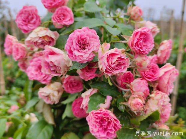 4種爬藤月季花美到極致，讓庭院無(wú)與倫比(圖3)