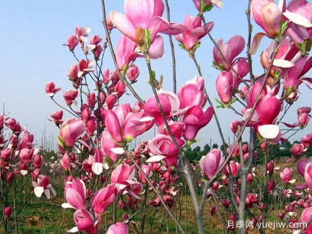 玉蘭花開，春色自來(圖1)