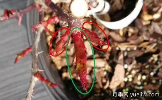 春天來了，你的月季抹芽了嗎？(圖2)