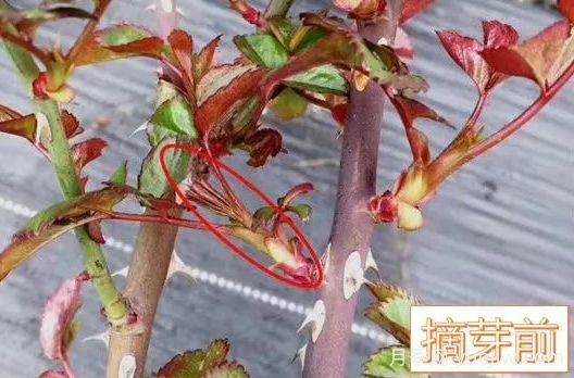 春天來了，你的月季抹芽了嗎？(圖3)