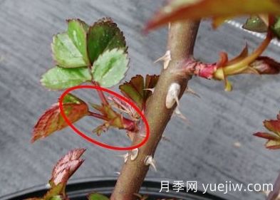 春天來了，你的月季抹芽了嗎？(圖4)