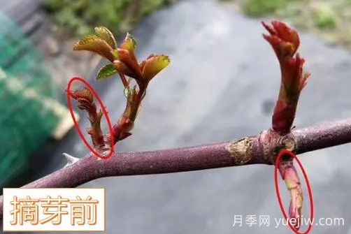 春天來了，你的月季抹芽了嗎？(圖5)