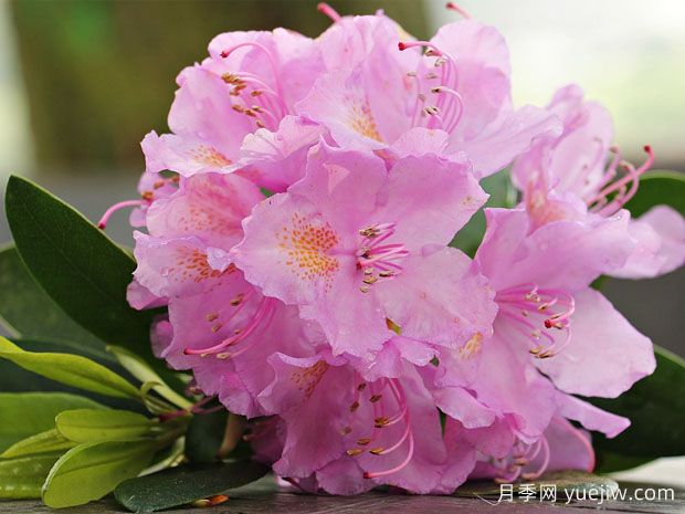 養(yǎng)杜鵑花有哪些注意事項(xiàng)？(圖1)