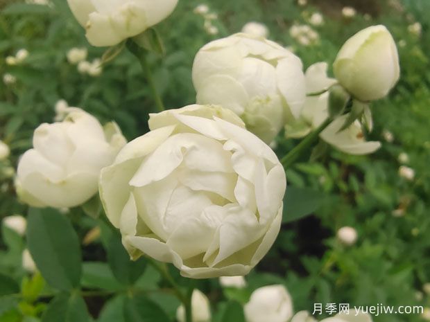 木香花，紅黃橙白木香，爬藤界的鼻祖(圖3)