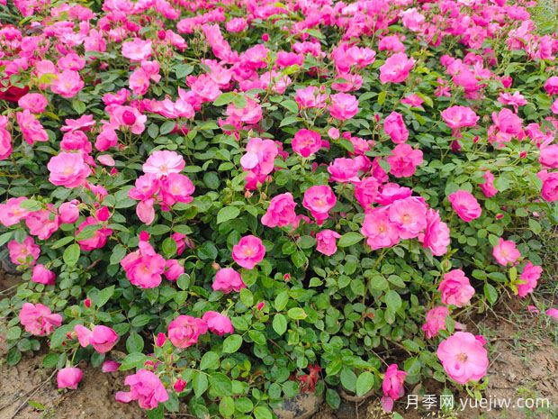 豐花月季花苗什么地方多？基地批發(fā)價格如何？(圖2)