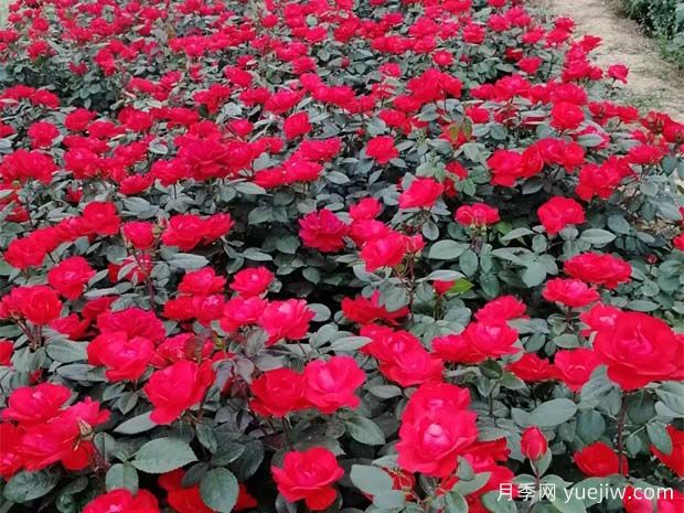 豐花月季花苗什么地方多？基地批發(fā)價格如何？(圖1)