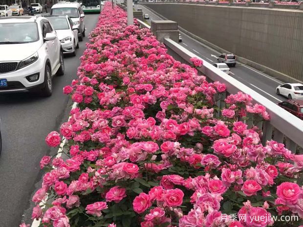豐花月季花苗什么地方多？基地批發(fā)價格如何？(圖3)