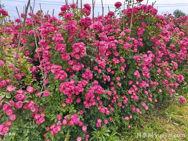 哪里有藤本月季花木賣？哪有大型爬藤月季基地？(圖3)