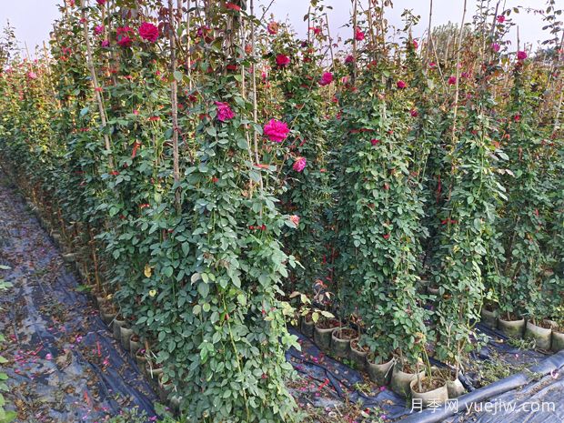 哪里有藤本月季花木賣？哪有大型爬藤月季基地？(圖2)