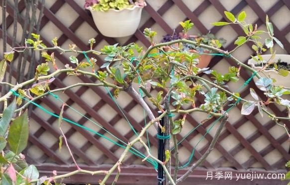 養(yǎng)月季要橫拉，萌芽多變成開花機(jī)器(圖1)