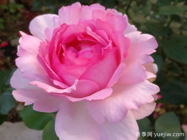 伊芙系列月季，花大濃香多季開花的月季(圖1)