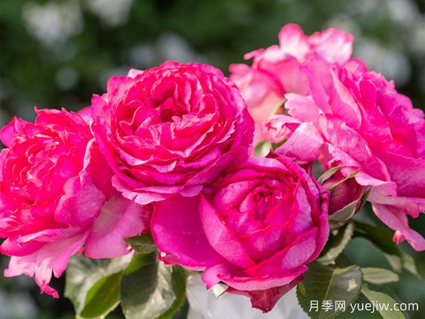 伊芙系列月季，花大濃香多季開花的月季(圖2)