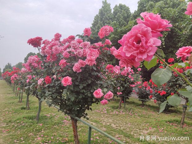 學(xué)會培育樹狀月季，美麗花園輕松擁有(圖3)