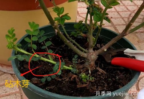 春天月季腳芽要抹掉嗎？這3種情況需要處理掉(圖1)