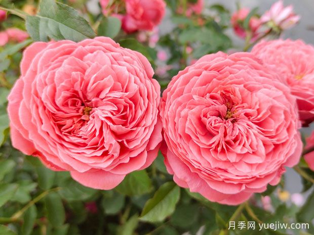 可以送33朵玫瑰花嗎？有什么意思(圖1)