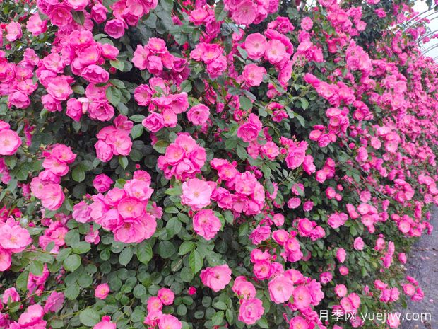 打造月季花墻就用這15種藤本月季，花開成風(fēng)景線(圖1)