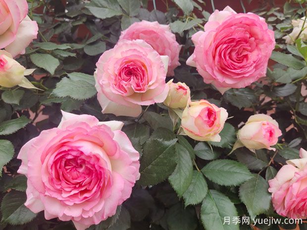 打造月季花墻就用這15種藤本月季，花開成風(fēng)景線(圖2)