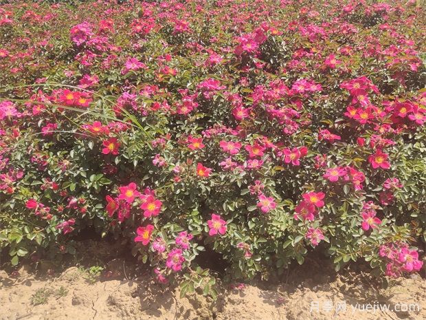 月季盆栽土壤保持適宜濕度的4大好處，附帶3種檢測(cè)方法(圖1)