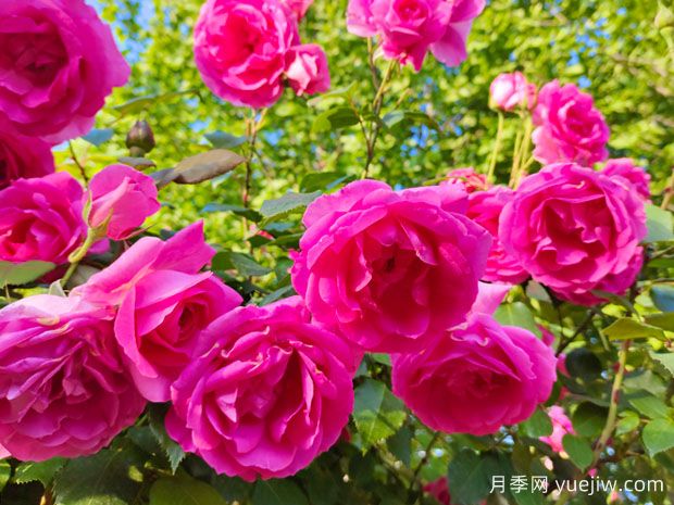 春天月季花養(yǎng)護技巧，讓家中月季花開不斷(圖1)
