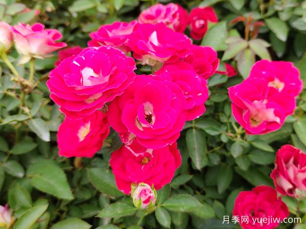 微型月季花的養(yǎng)殖方法？(圖1)