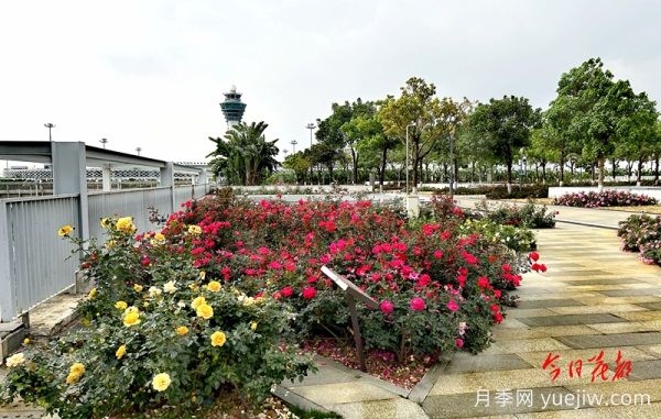 廣州赤坭近千畝七彩月季綻放，一場(chǎng)春天的浪漫之約(圖2)