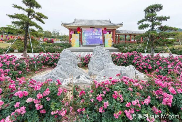 五園聯(lián)動(dòng)，2024深圳月季賞浪漫進(jìn)行中(圖2)