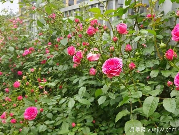 金華職院月季花墻，校園美麗多彩(圖3)