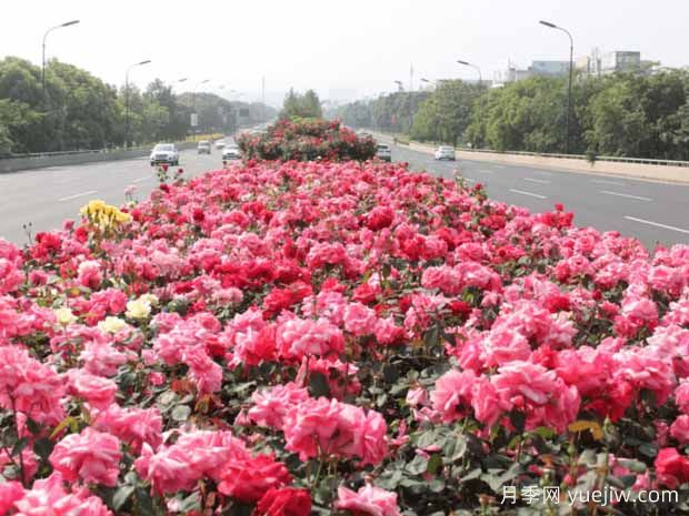 豐花月季開花機(jī)器，稱霸園林綠化(圖2)