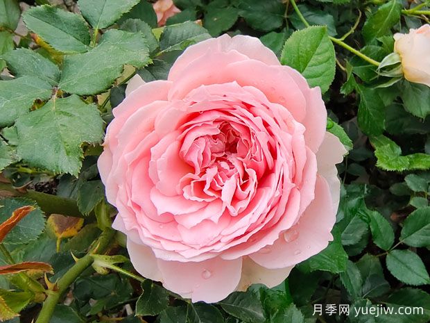 非常值得養(yǎng)的6種月季花，花美抗病四季開花(圖1)