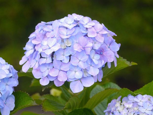繡球什么時候開花？(圖1)