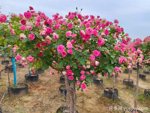 新手也能養(yǎng)好月季花，養(yǎng)好月季的5個(gè)簡單步驟(圖3)