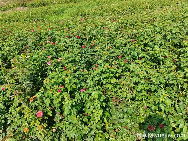 ?薔薇如何開花繁茂？薔薇花與月季花怎么區(qū)別？(圖2)
