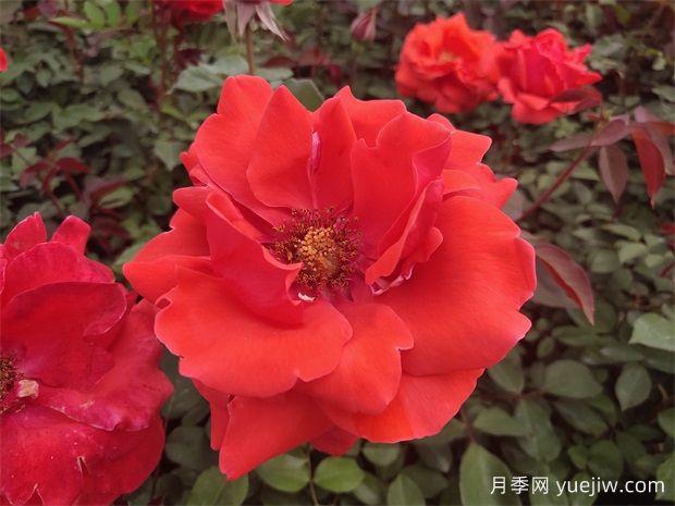 月季之韻，邂逅世間絕美的花中皇后(圖1)
